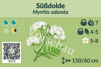 Süßdolde
