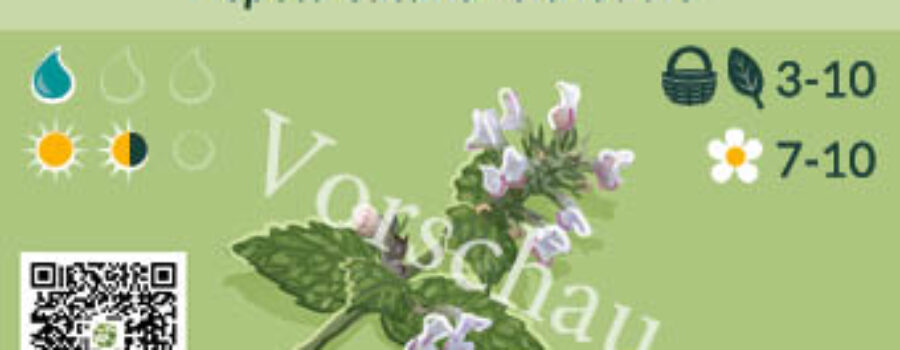 Nepeta cataria