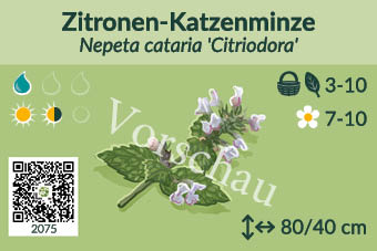Zitronen-Katzenminze