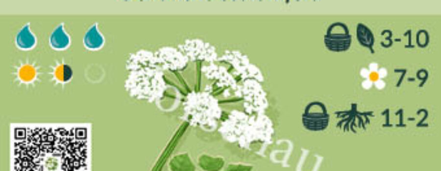 Oenanthe stolonifera