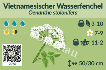Vietnamesischer Wasserfenchel