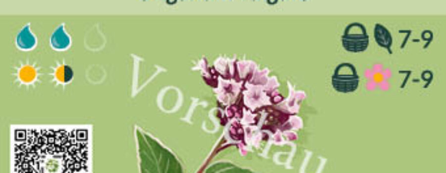 Origanum vulgare