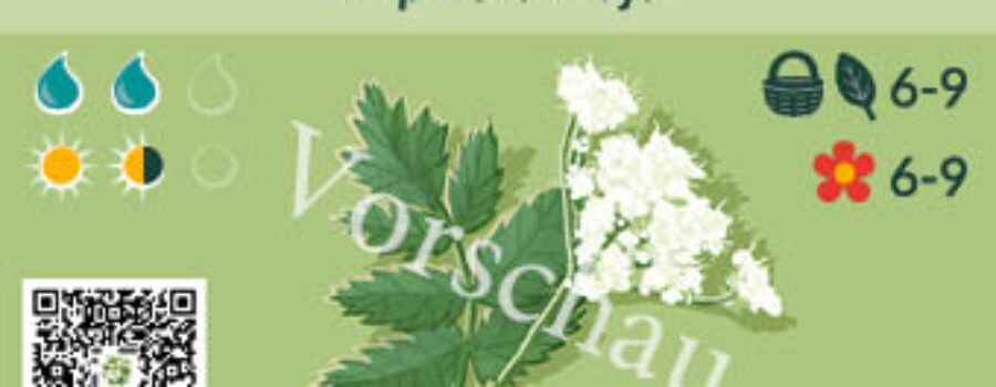 Pimpinella major