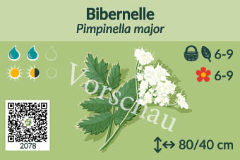 Bibernelle
