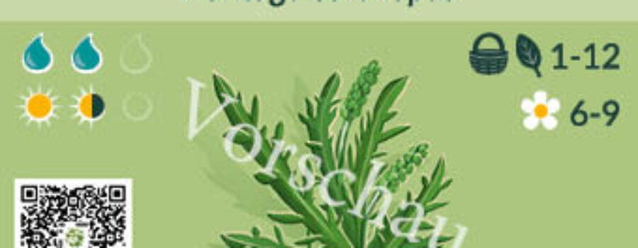 Plantago coronopus