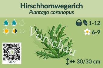 Hirschhornwegerich
