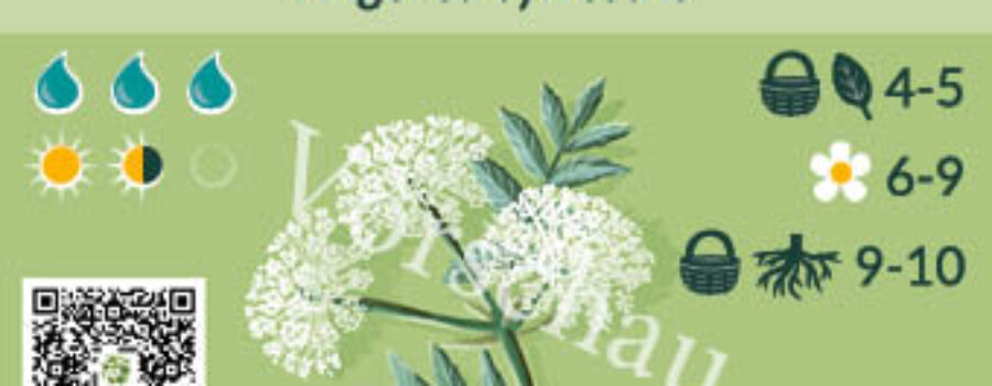 Angelica sylvestris