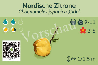 Nordische Zitrone