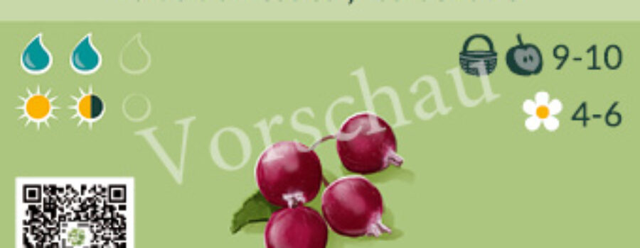 Malus domestica