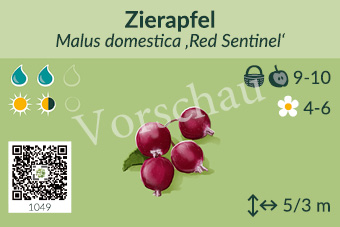 Zierapfel