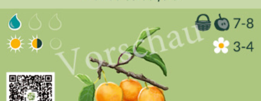 Prunus cerasifera