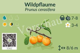 Wildpflaume