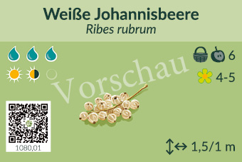 Weiße Johannisbeere