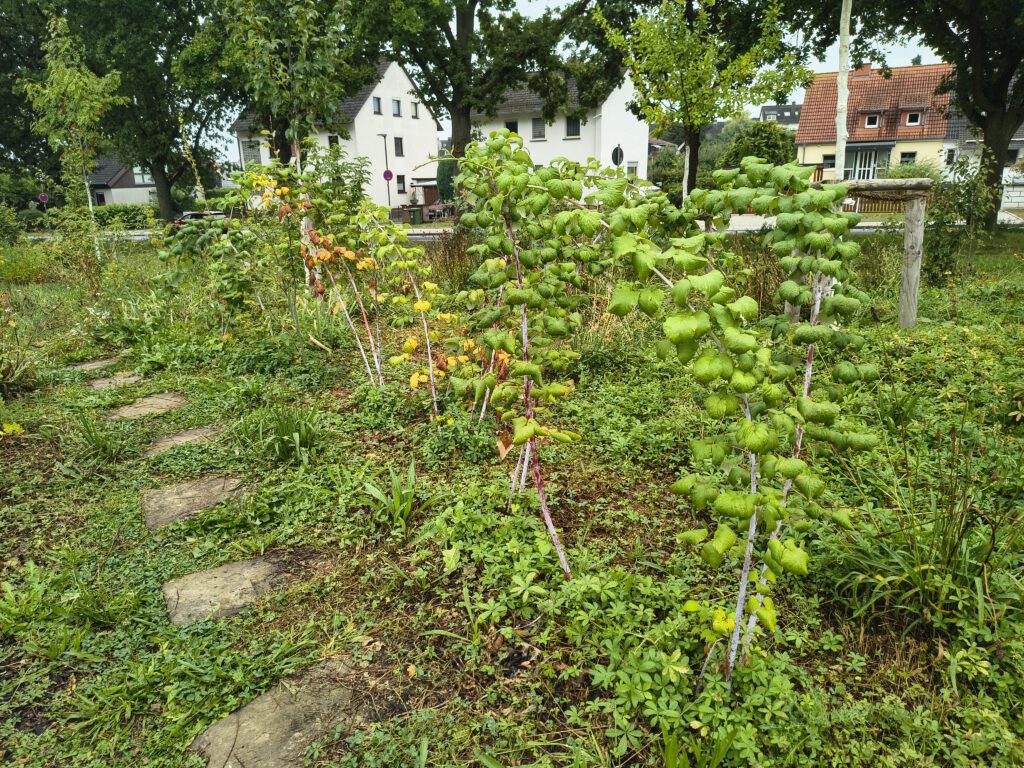 IMG_20250827_Kassel H_MS (13)